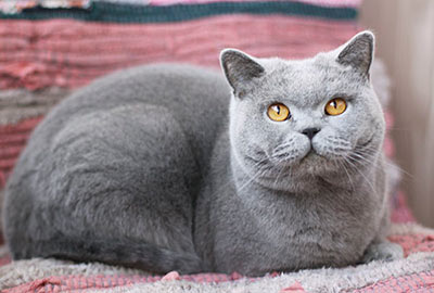 ������� ���������� ����� ��������