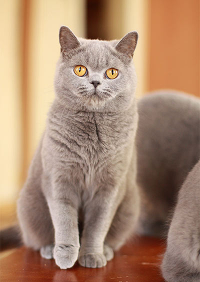 Сколько стоит британская кошка