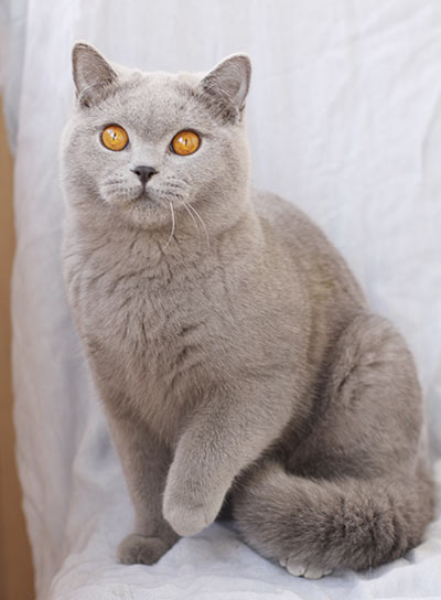 ������ ���������� ����� ��������