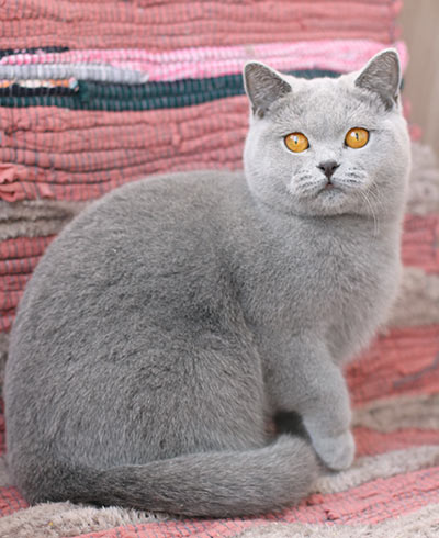 ������ ���������� ����� ��������