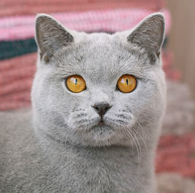 ������ ���������� ����� ��������