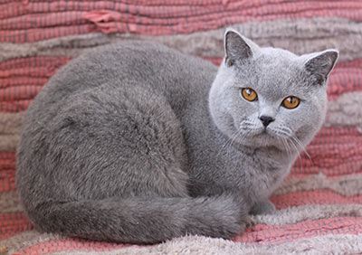 ������ ���������� ����� ��������