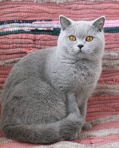 ������ ���������� ����� ��������