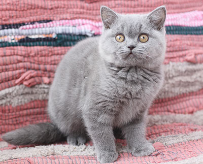 ������ ���������� ����� ��������