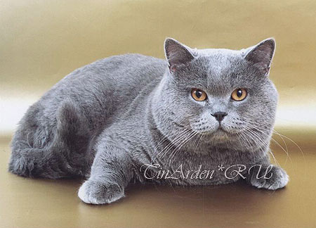 British cat <i>(2003, V. Sinitsin's photoshoot)</i>
