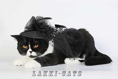   ,- Lakki Cats, . , .
